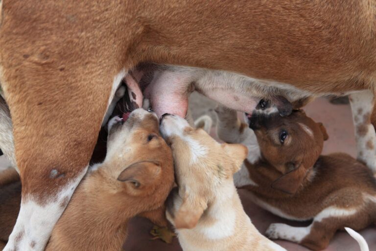 Mastitis en perros