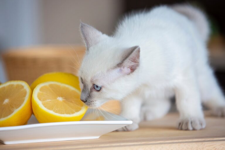 Olores que odian los gatos