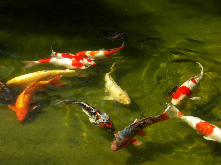 Peces koi