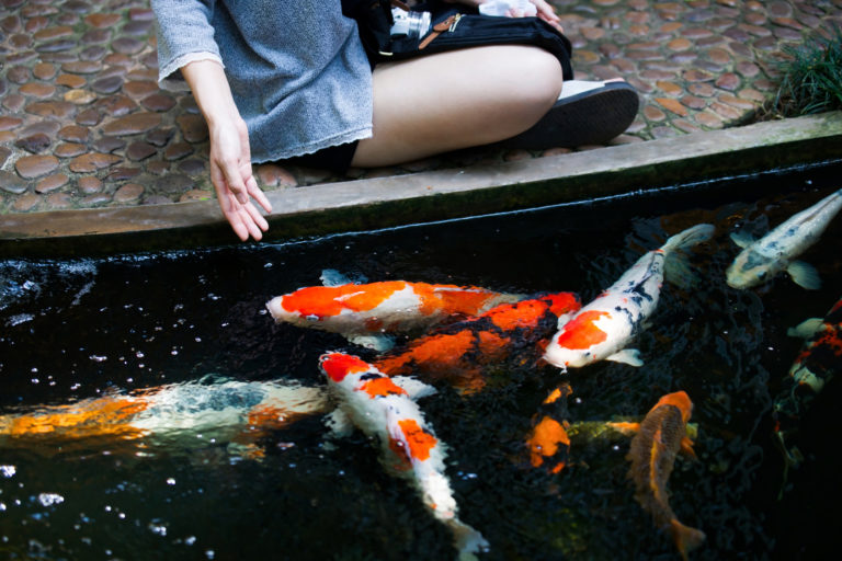 Peces koi