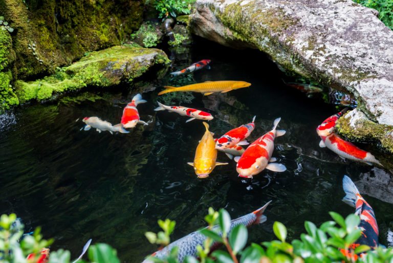 Peces koi