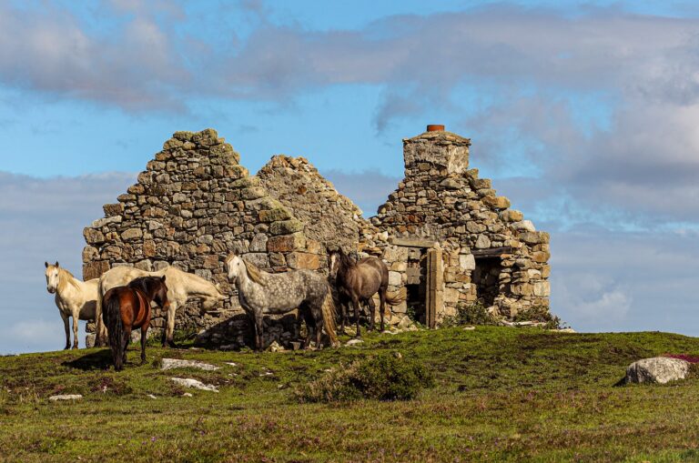 Poni de Connemara