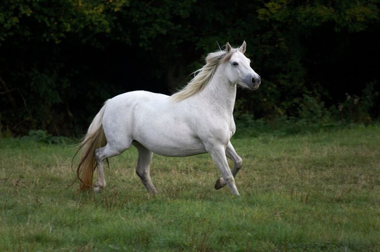 Poni de Connemara