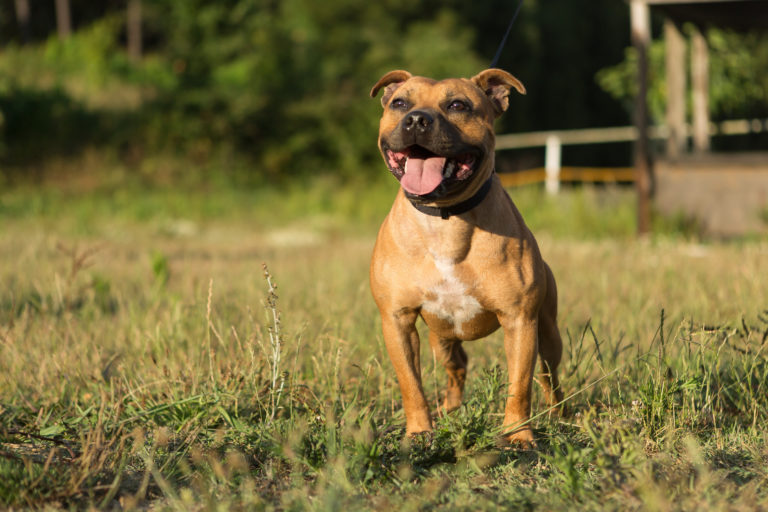 Staffordshire bull terrier