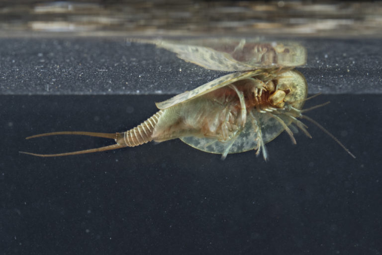 Triops