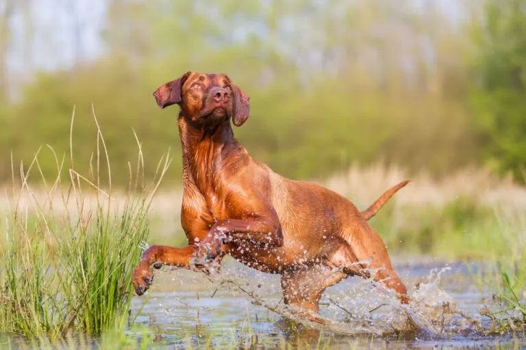 rhodesian ridgeback