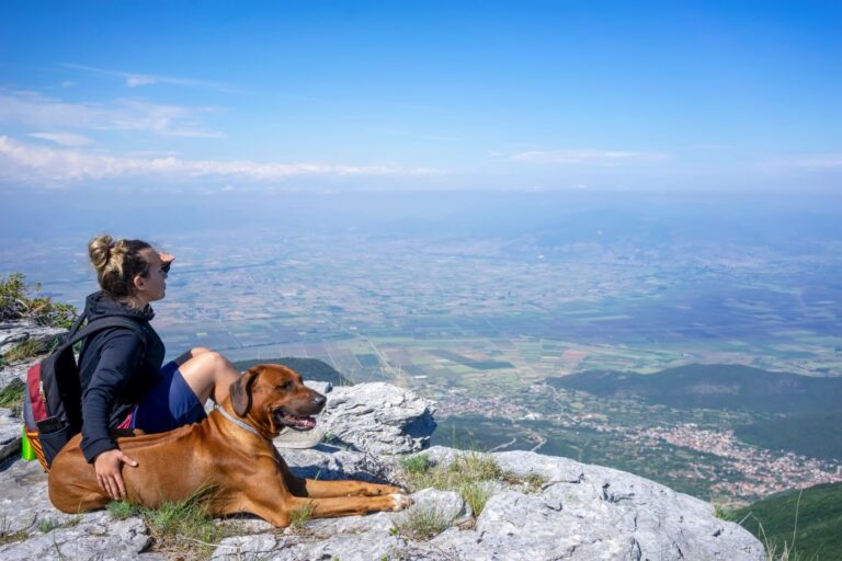 rhodesian ridgeback