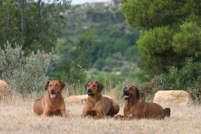 rhodesian ridgeback