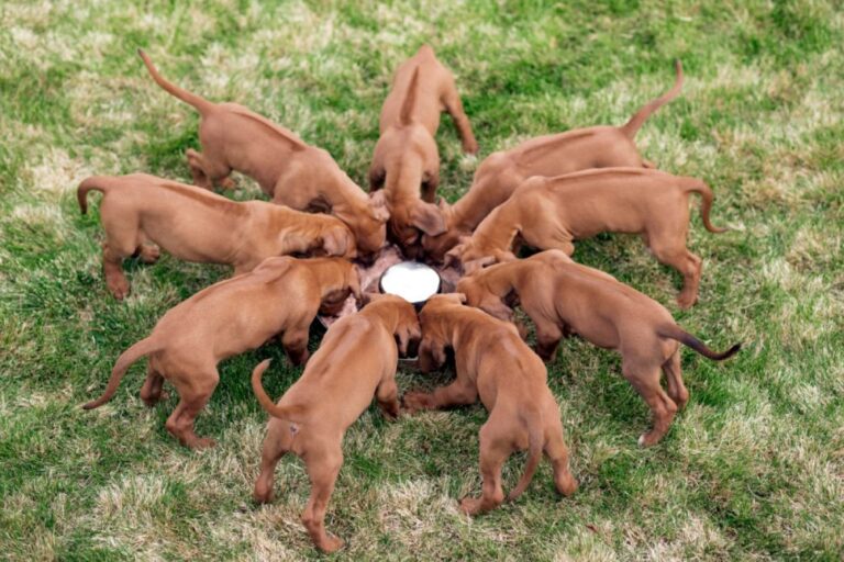 rhodesian ridgeback