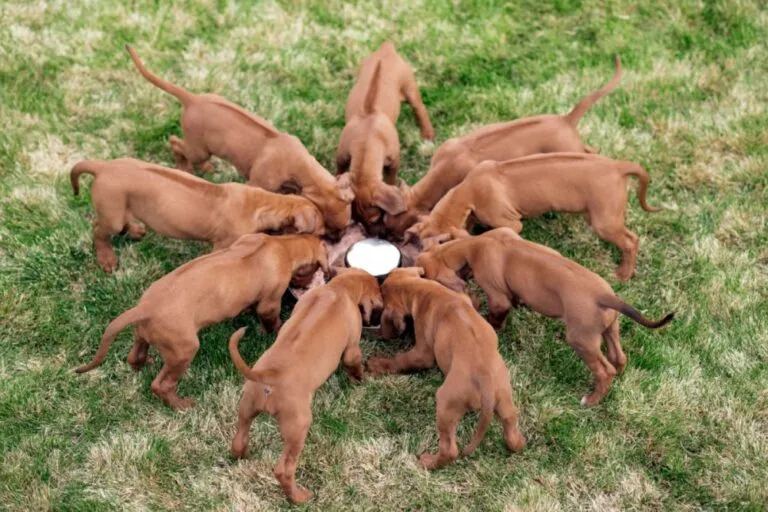 rhodesian ridgeback