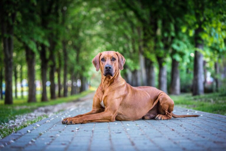 rhodesian ridgeback