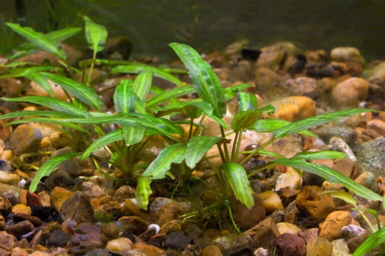 Cryptocoryne