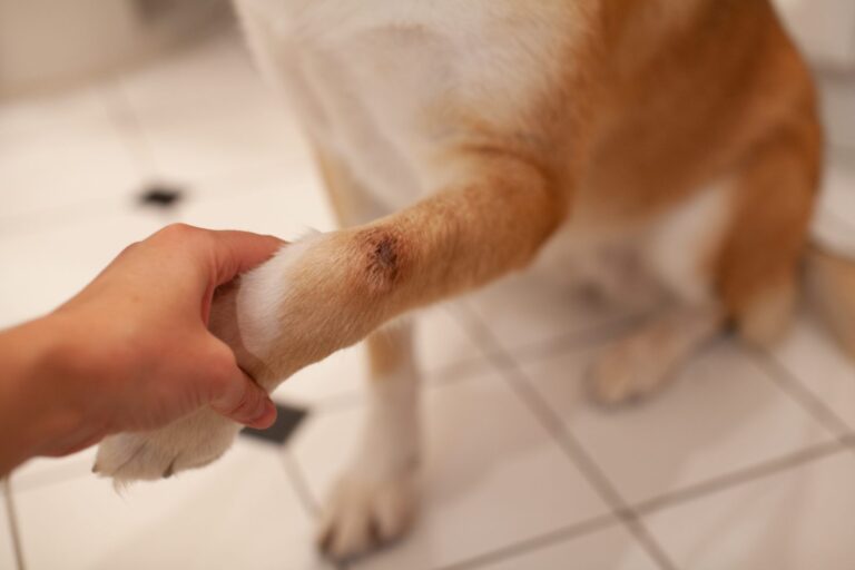 Dermatitis húmeda en perros