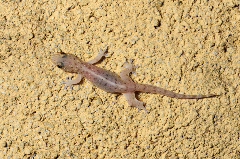 Gecko casero común (Hemidactylus frenatus)