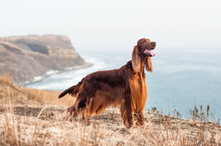 Setter irlandés