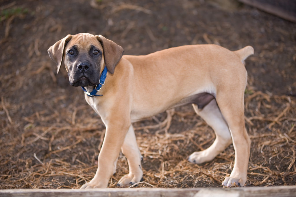 Boerboel