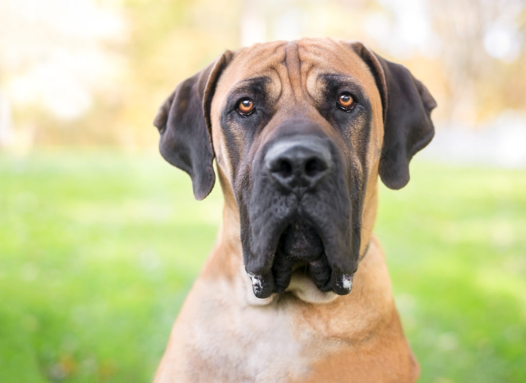 Boerboel