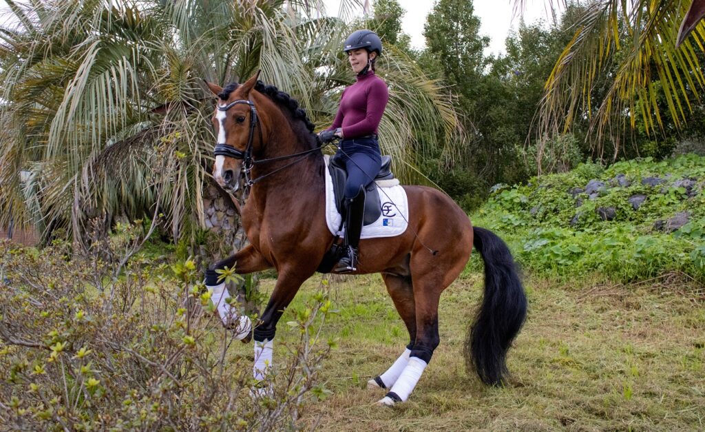 Caballo lusitano