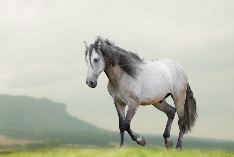 Caballo lusitano