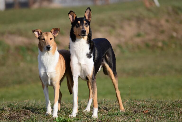 Collie de pelo corto