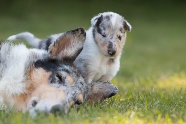 Collie de pelo corto