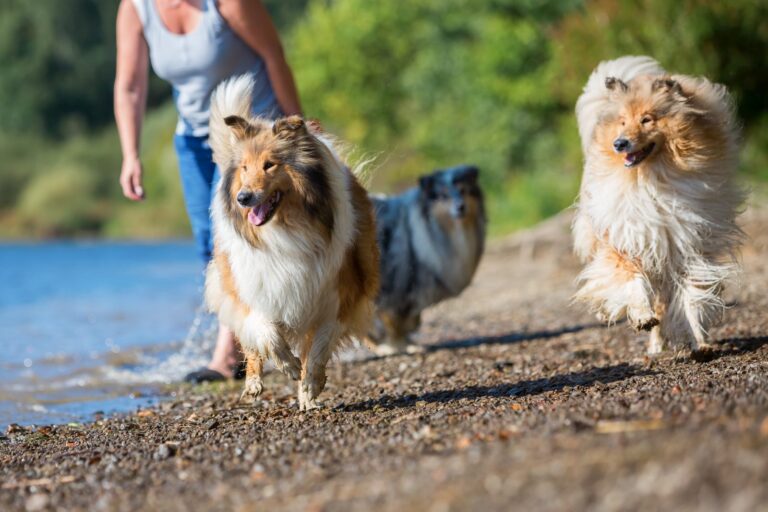 Collie de pelo largo (rough collie)