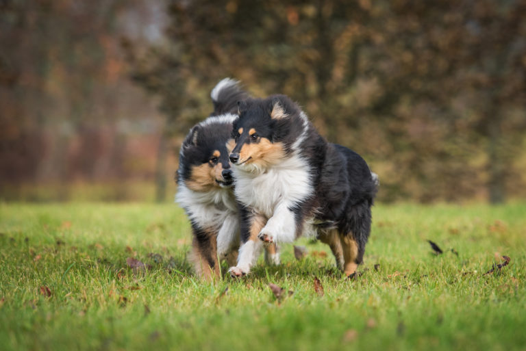 Collie de pelo largo (rough collie)