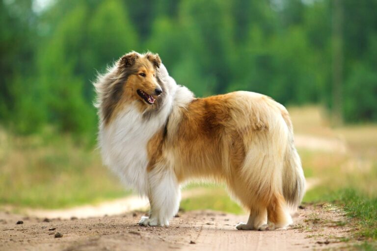 Collie de pelo largo (rough collie)