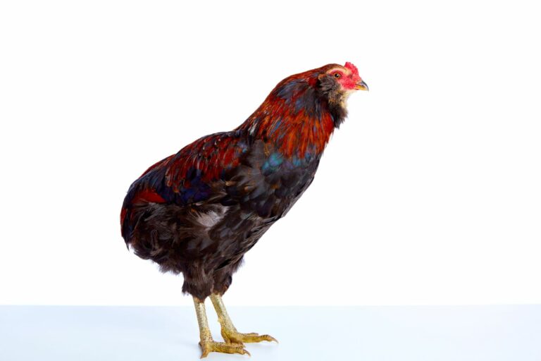 Gallina araucana