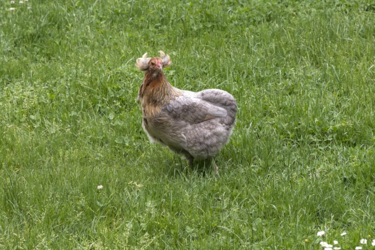 Gallina araucana