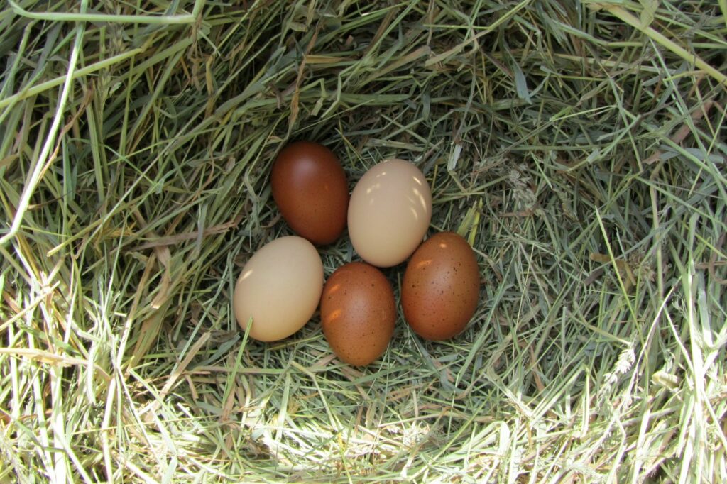 Gallina marans