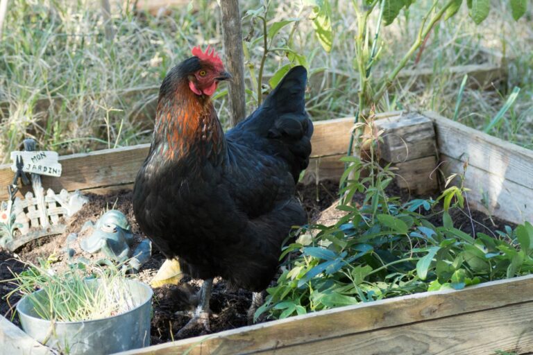 Gallina marans