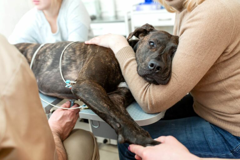 Insuficiencia cardíaca en perros