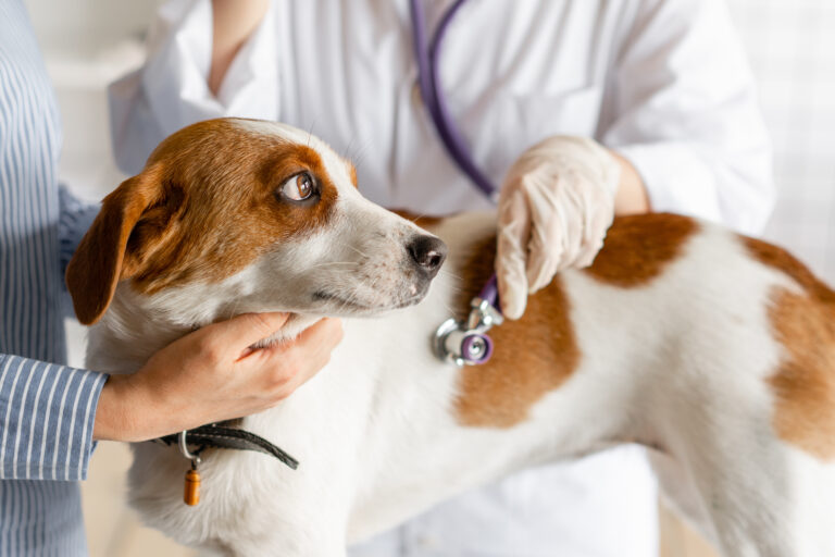 Insuficiencia cardíaca en perros