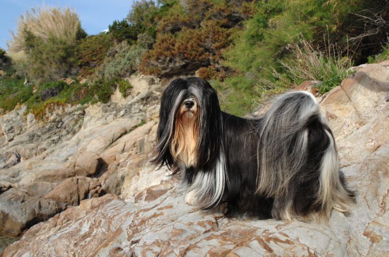 Lhasa apso