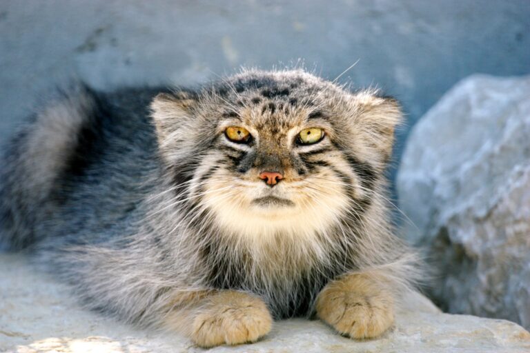 Manul