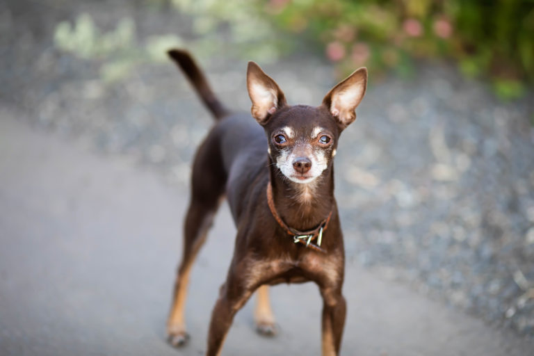 Pequeño perro ruso (russian toy)