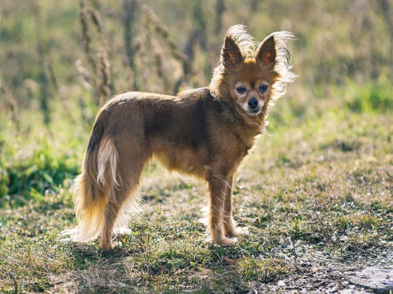 Pequeño perro ruso (russian toy)