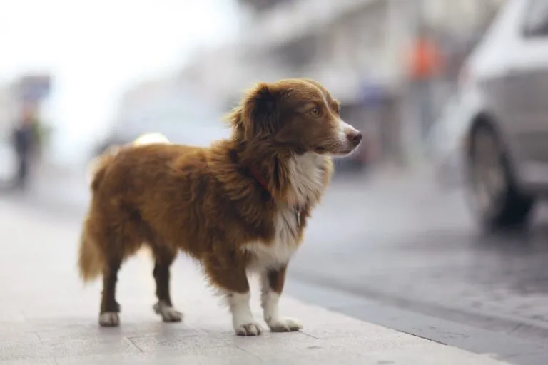 Perro perdido