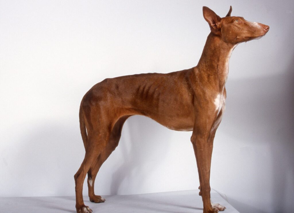 podenco canario