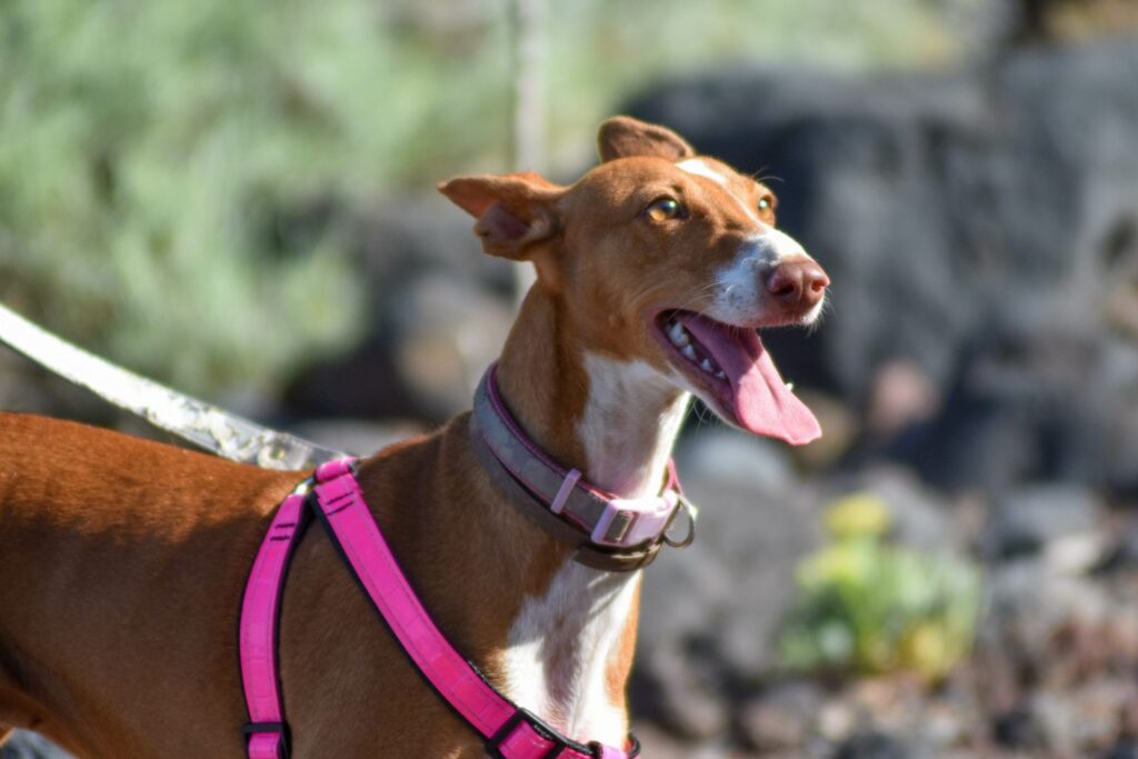 podenco canario