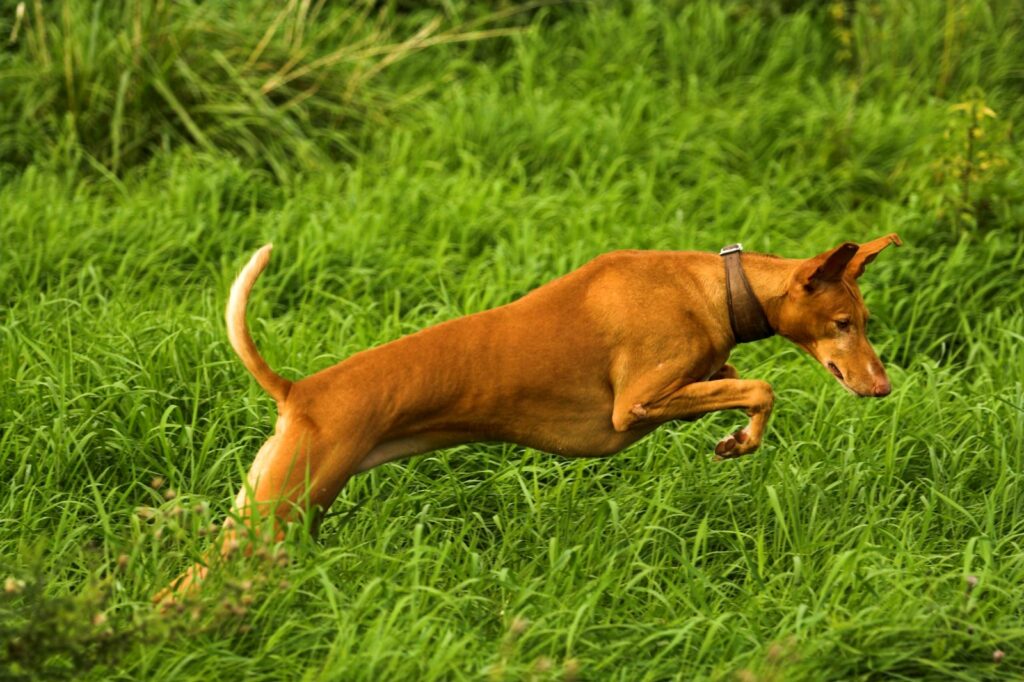 podenco canario