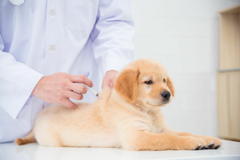 Seguro médico para perros