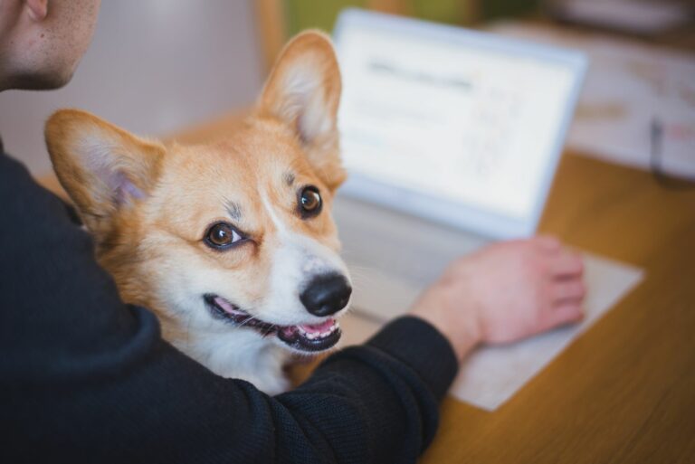Seguro médico para perros 2 Seguro médico para perros