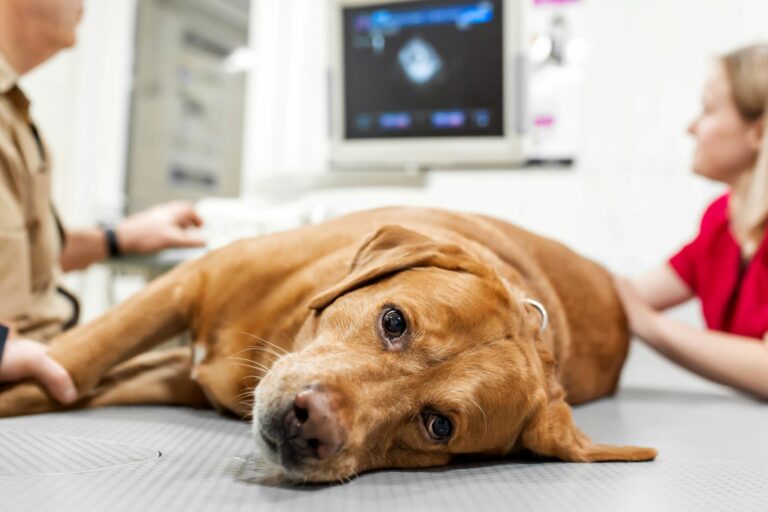 Seguro médico para perros Seguro médico para perros