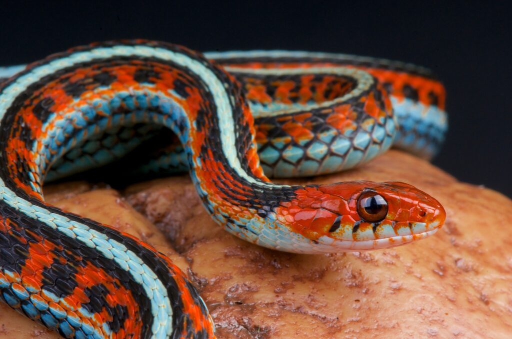 Serpiente jarretera