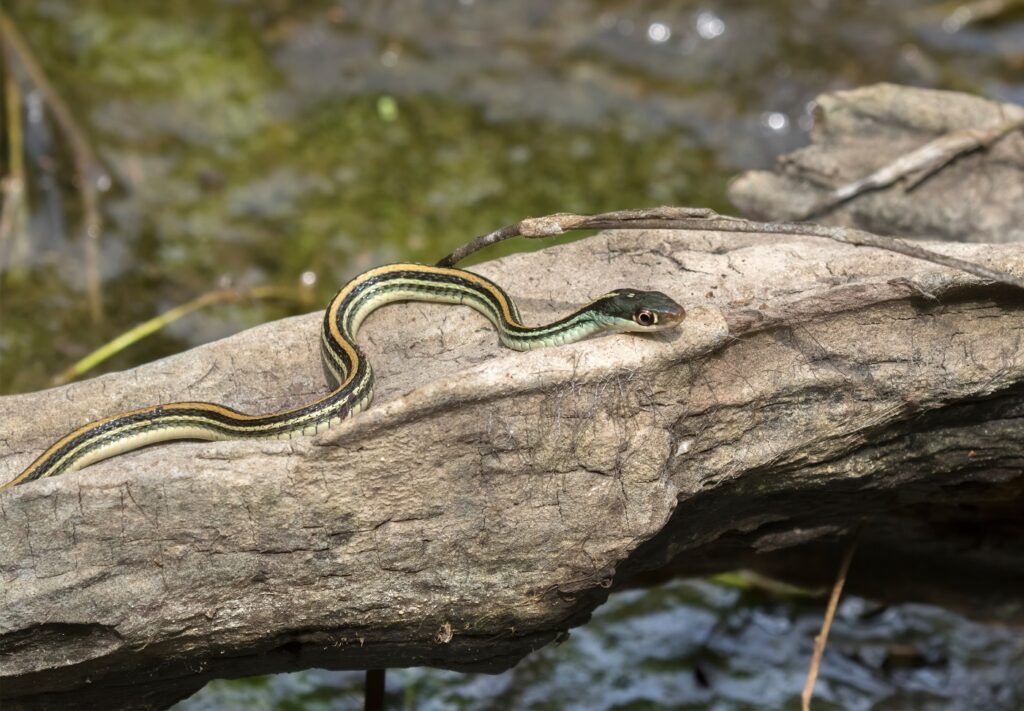 Serpiente jarretera