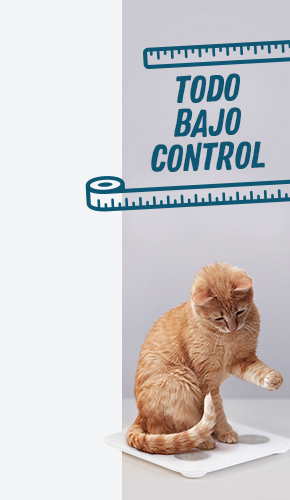 Comida para gatos con sobrepeso