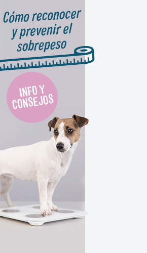 Comida para perros con sobrepeso