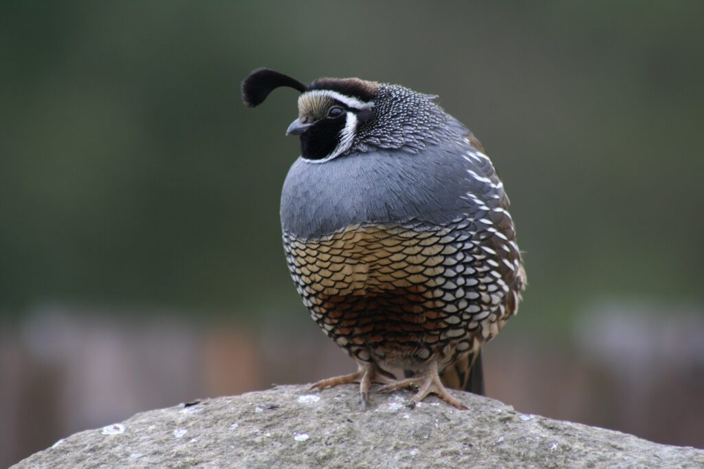 Codorniz común (Coturnix coturnix)